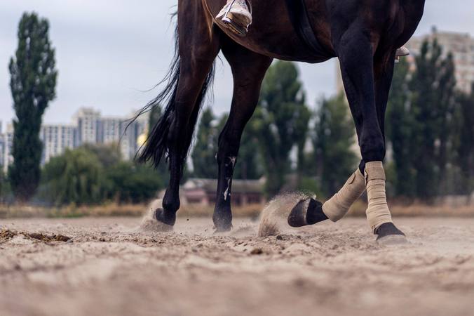 Tout savoir sur les allures artificielles du cheval