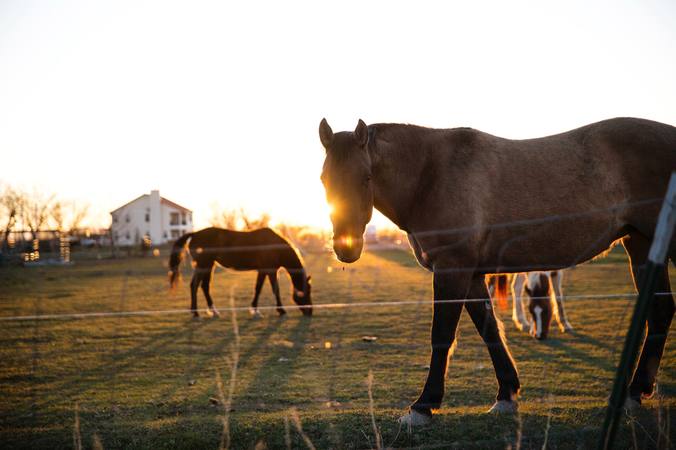 Réaliser les premiers soins pour son cheval