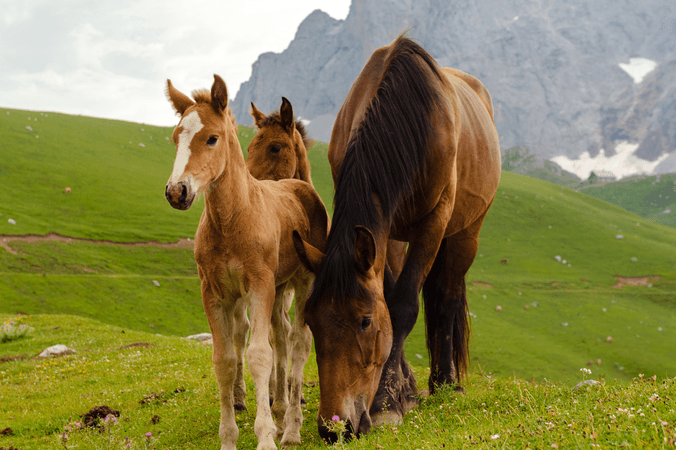 Toutes les maladies des chevaux et comment les soigner ?