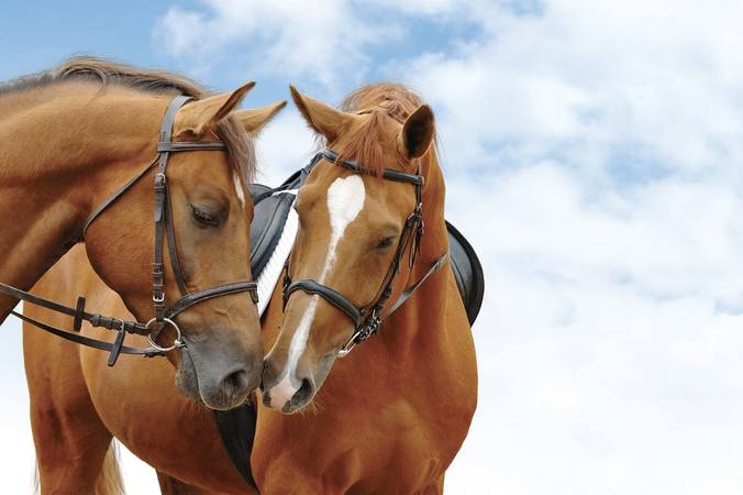 Comment assurer son cheval ?