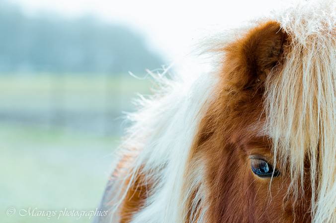L’ouïe chez le cheval  