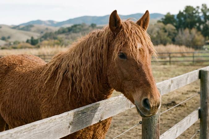 Cheval Curly : que vaut la promesse « hypoallergénique » ?