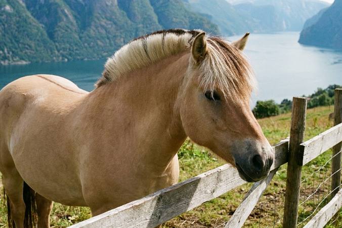 Cheval Fjord : reconnaître la race et préparer son accueil