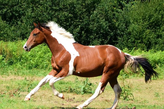 Les différentes robes des chevaux