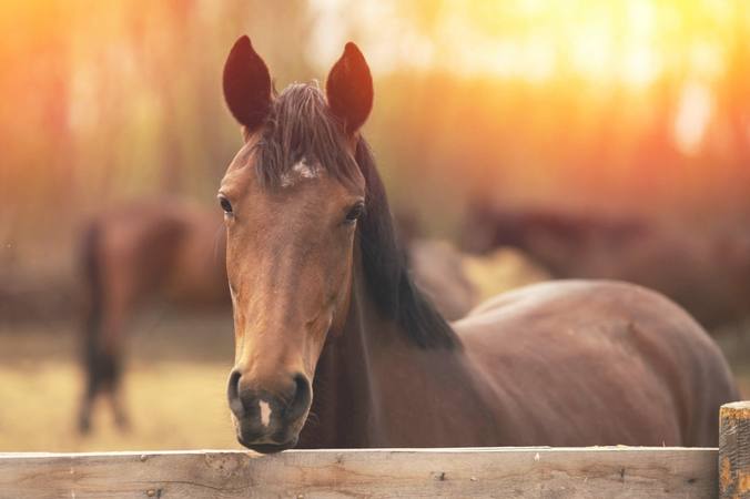 La colique chez le cheval
