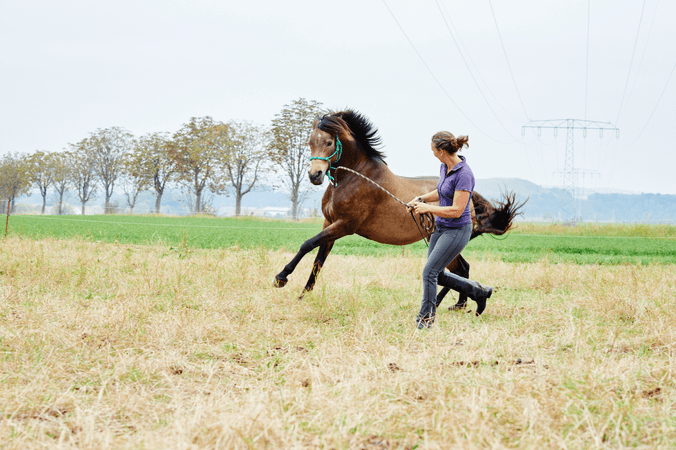 Comprendre les défenses du cheval   