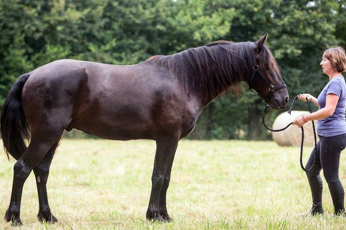 10 bonnes raisons de faire du travail à pied avec son cheval
