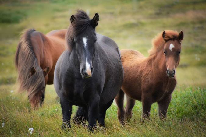 Le galop 1