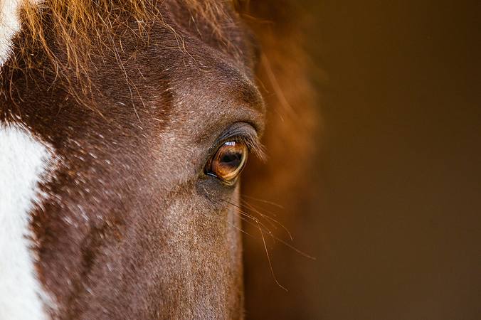 Les 5 sens du cheval  