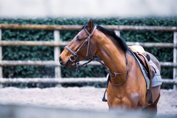 Bien choisir le mors de son cheval 
