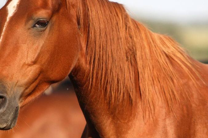En savoir plus sur la santé du cheval  