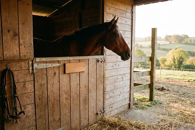 Nom de cheval : des idées et une méthode pour choisir