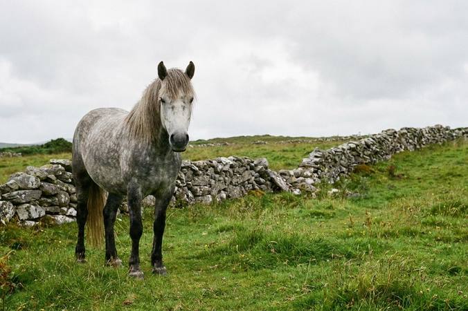 Poney Connemara : les repères utiles avant de choisir