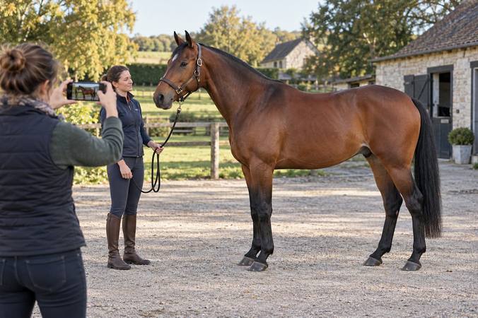 How to write a horse-for-sale ad that inspires trust