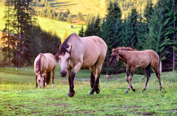 Quelques chiffres sur le commerce des chevaux en France  