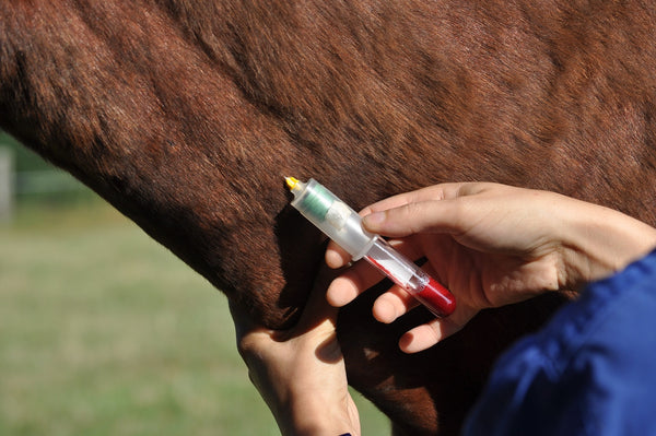 Comment administrer des médicaments à son cheval  ?
