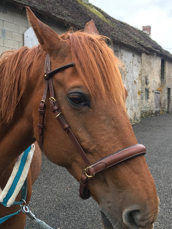 2-in-1 sidepull/snaffle bridle