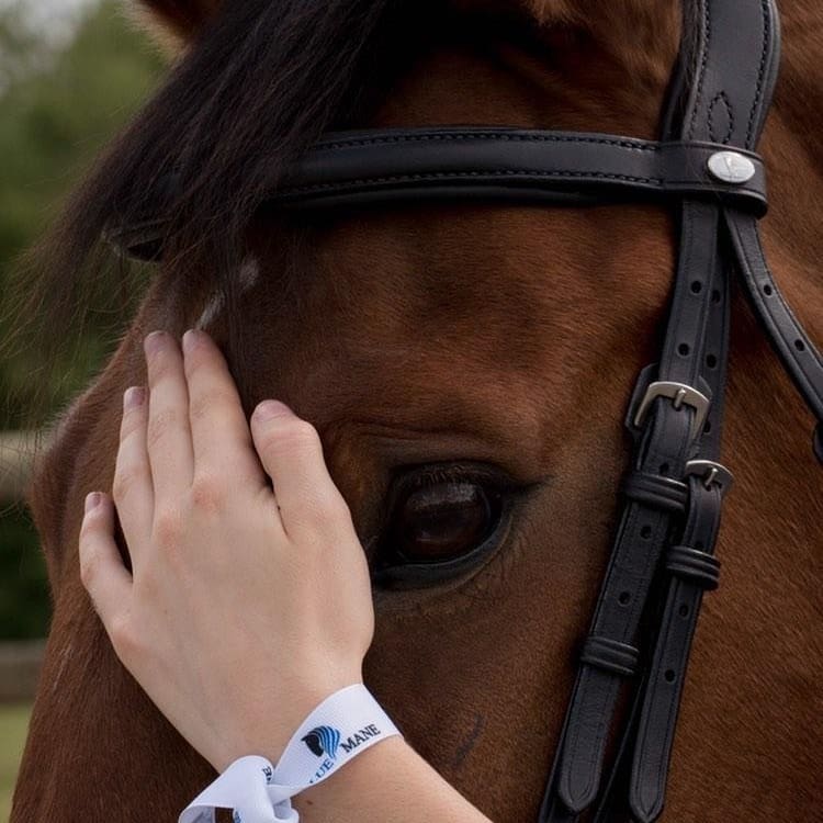 Extremely comfortable anatomical dressage bridle