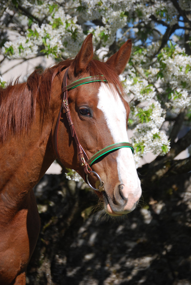 Leather snaffle bridle