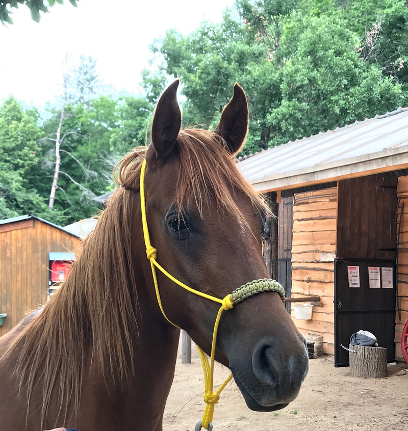 Natural horsemanship halter with braided noseband