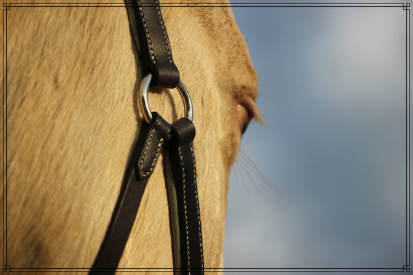 Classic leather halter with calfskin and foam lining