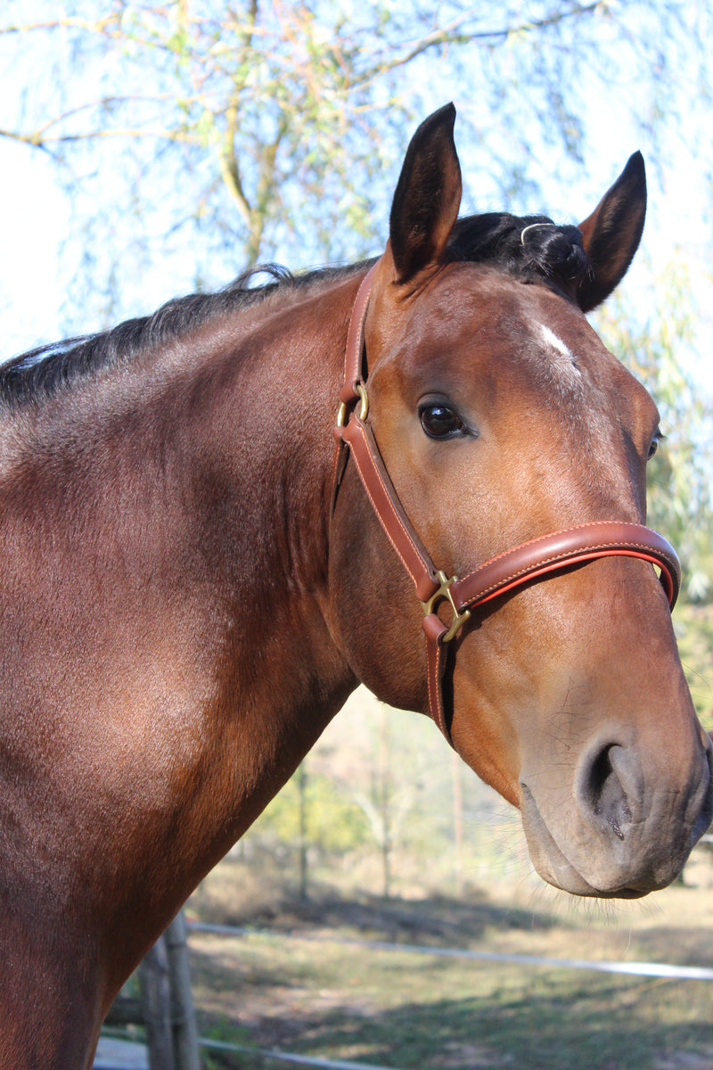 Lined stable halter